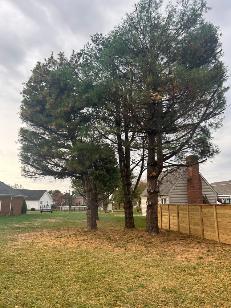 Tree Removal for Optimum Tree Service And Landscaping in Bowling Green, KY