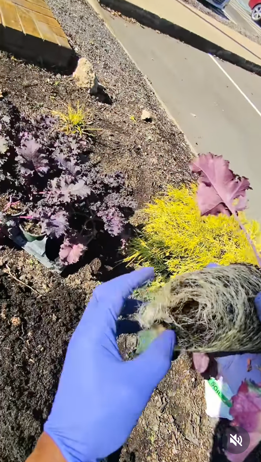 Lawn Care for DH Lawn Care in Nashville, TN