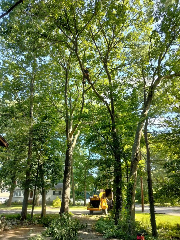 All Photos for Silver City Tree and Landscape in Taunton, MA