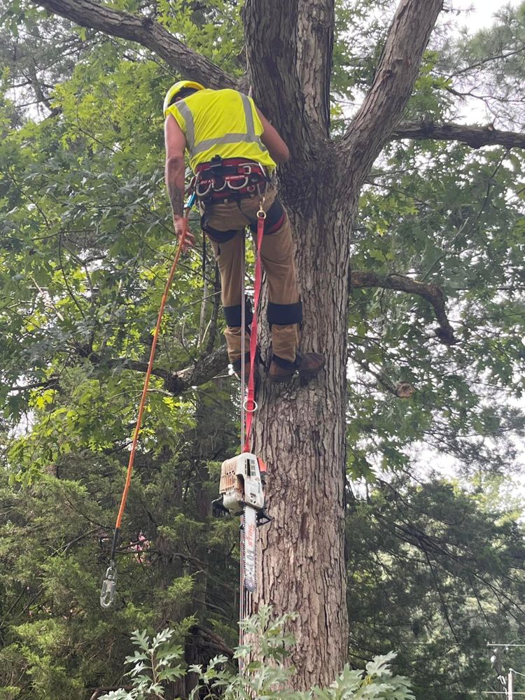 Our tree service company offers high-quality seasoned firewood near you, ensuring a convenient and reliable source of fuel for your home. Trust us to provide top-notch service and products. for Ricky's Tree Service & Property Care in Orange, VA