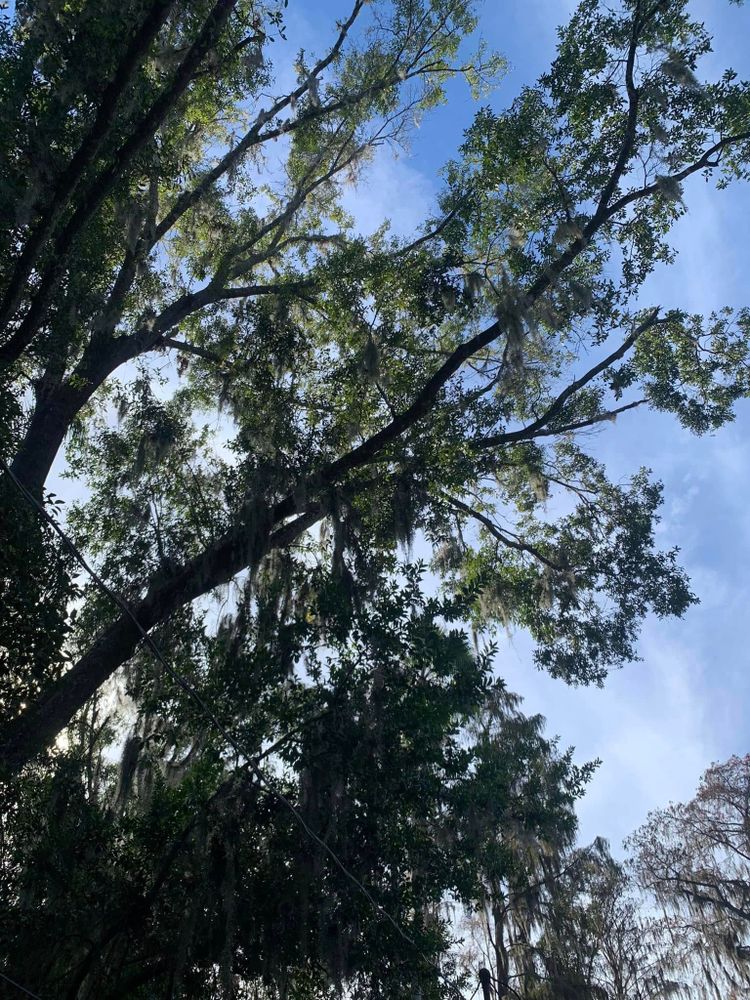 Tree Removal for Bills Tree Service in Valrico, FL