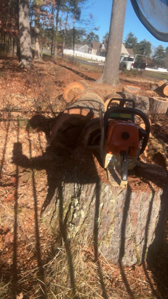 All Photos for Dwights Tree Service in Middleborough, MA