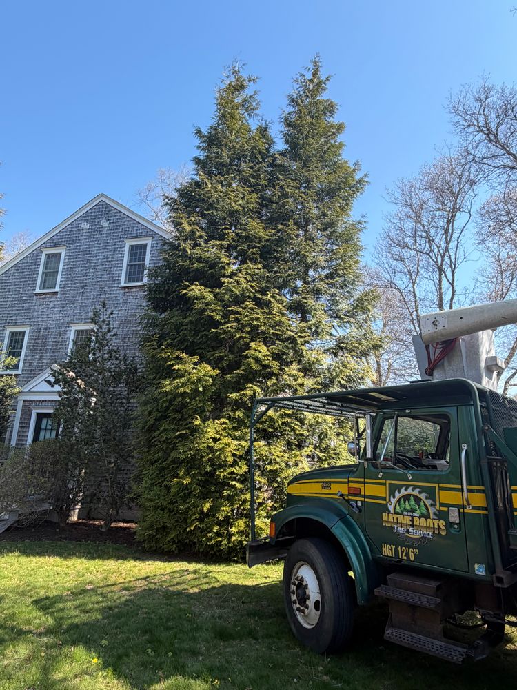 All Photos for Native Roots Tree Service in Cape Cod, MA