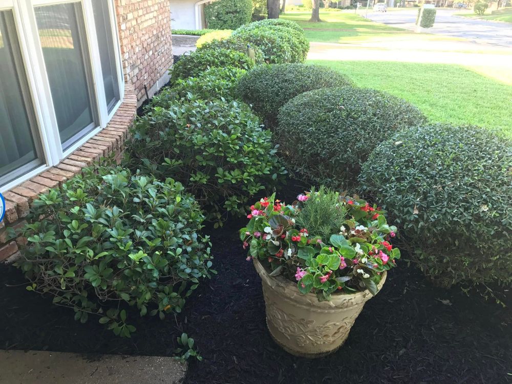 Our Shrub Trimming service enhances your landscape's beauty by expertly shaping and maintaining healthy growth, ensuring every shrub complements your garden with precision care tailored to each plant’s unique needs. for Tree Valley Landscaping in Dallas, TX