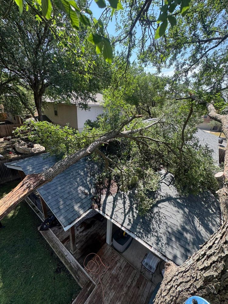 All Photos for Z’s Trees LLC in Grey Forest, TX