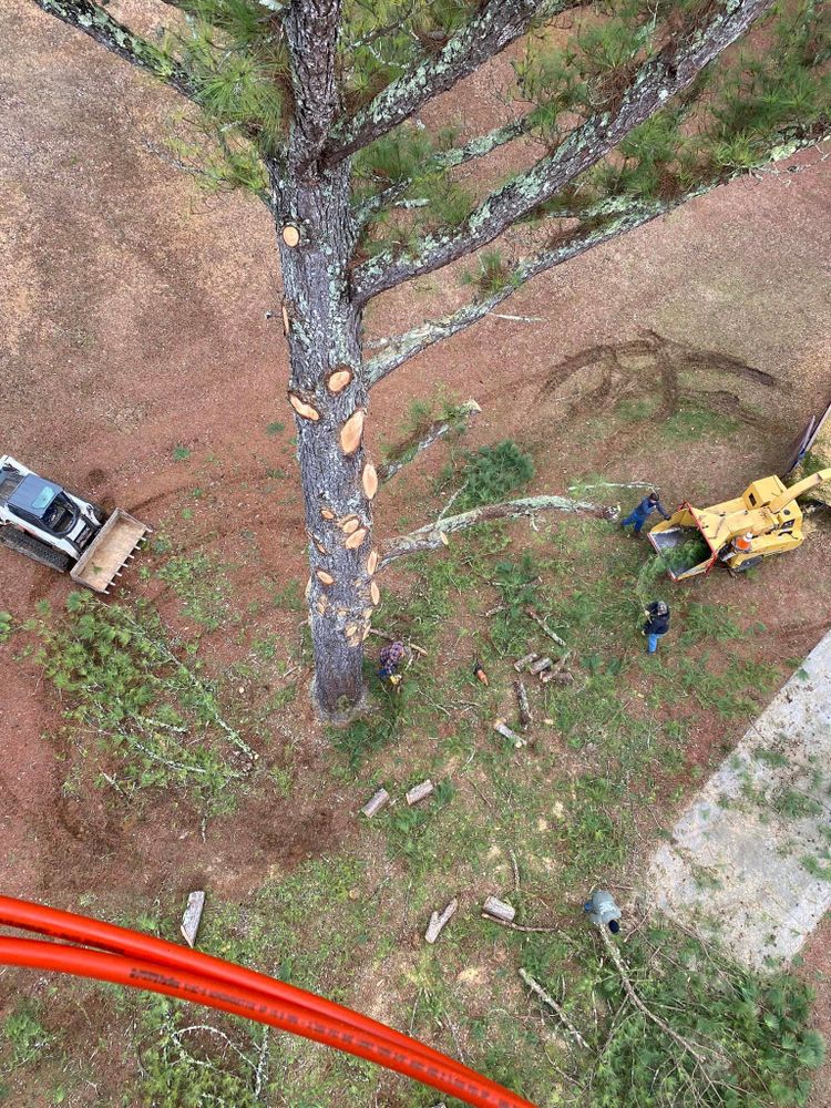 Tree Removal for Lance Tree Service in Tellico Plains ,  TN