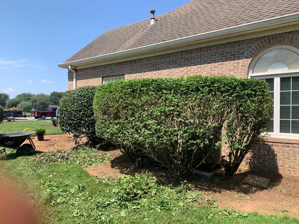 All Photos for Optimum Tree Service And Landscaping in Bowling Green, KY