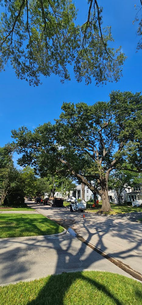 All Photos for Servin's Tree Care  in Houston, TX