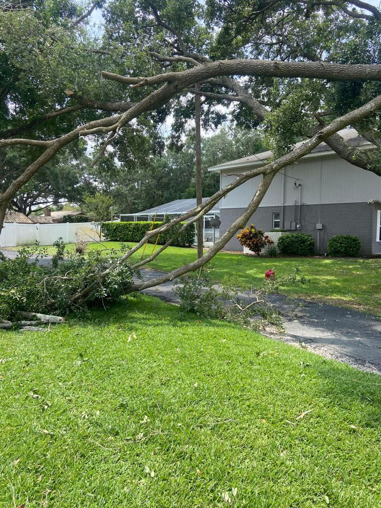 Fall and Spring Clean Up for Efficient and Reliable Tree Service in Lake Wales, FL