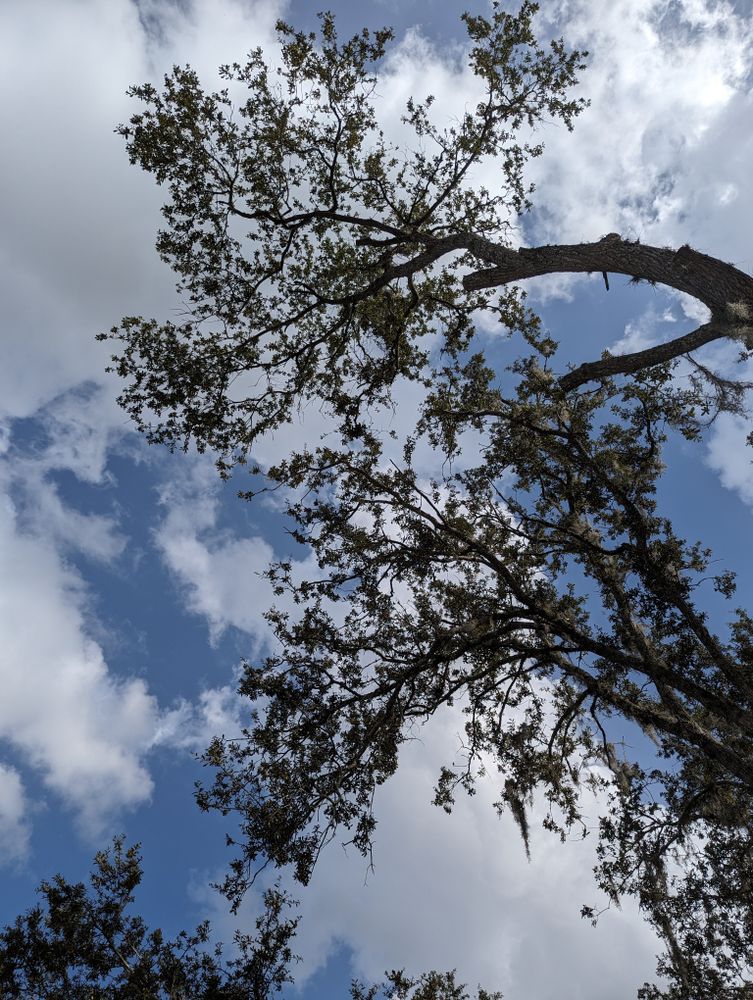All Photos for Regal Tree Service and Stump Grinding in Wauchula, FL
