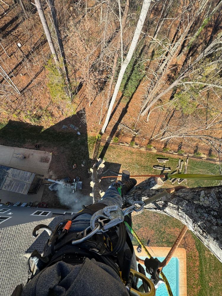 All Photos for Pedro's Tree Removal in Charlotte, NC