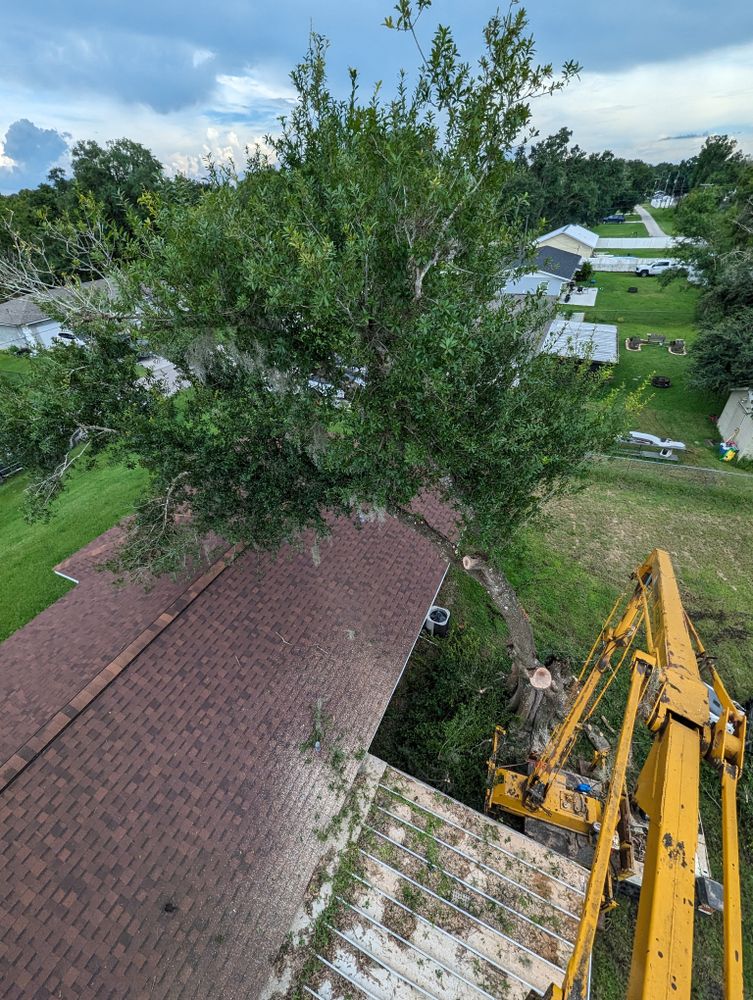 All Photos for Regal Tree Service and Stump Grinding in Wauchula, FL