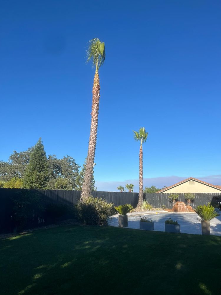 All Photos for A1 Junk & Tree Solutions, LLC in Paso Robles, CA