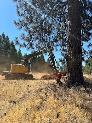 Tree Removal for Tyco Forest Management in Placerville, CA