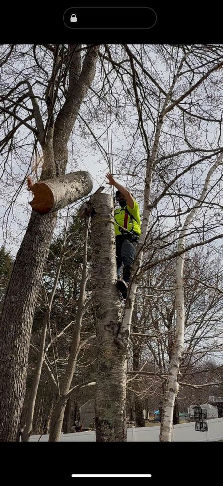 Discover our expert Tree Climbing service, providing safe and efficient care for your trees. Our skilled climbers ensure precise pruning and maintenance to enhance the beauty, health, and safety of your landscape. We specialize in limited access environments.  for Abair Tree Service in Weare, NH