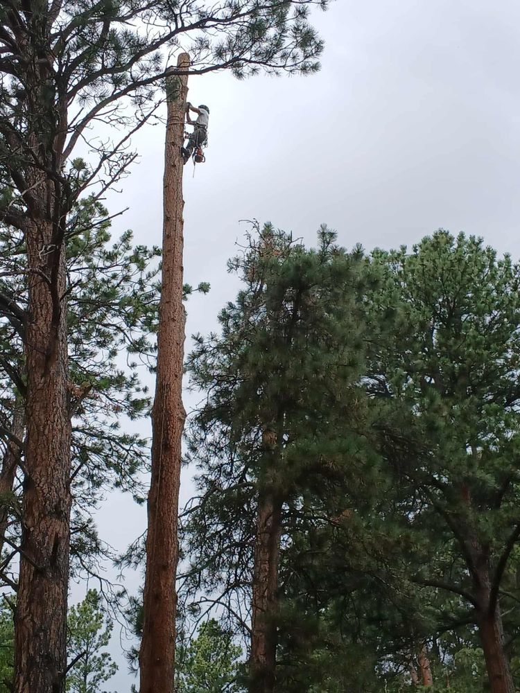 All Photos for Two Fellers Tree Service in Buffalo, WY