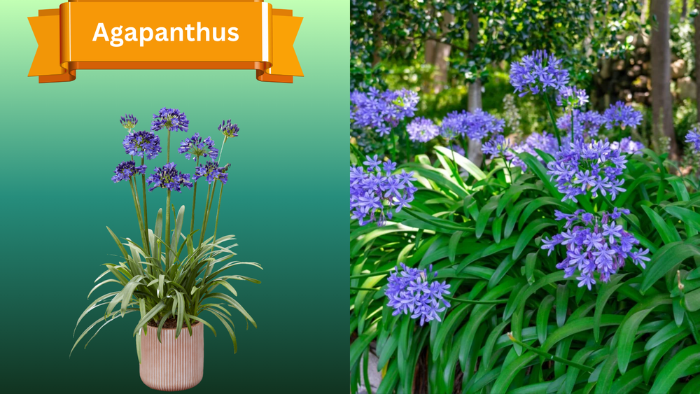 Plant Samples for R.B. & Company in Belleview, FL