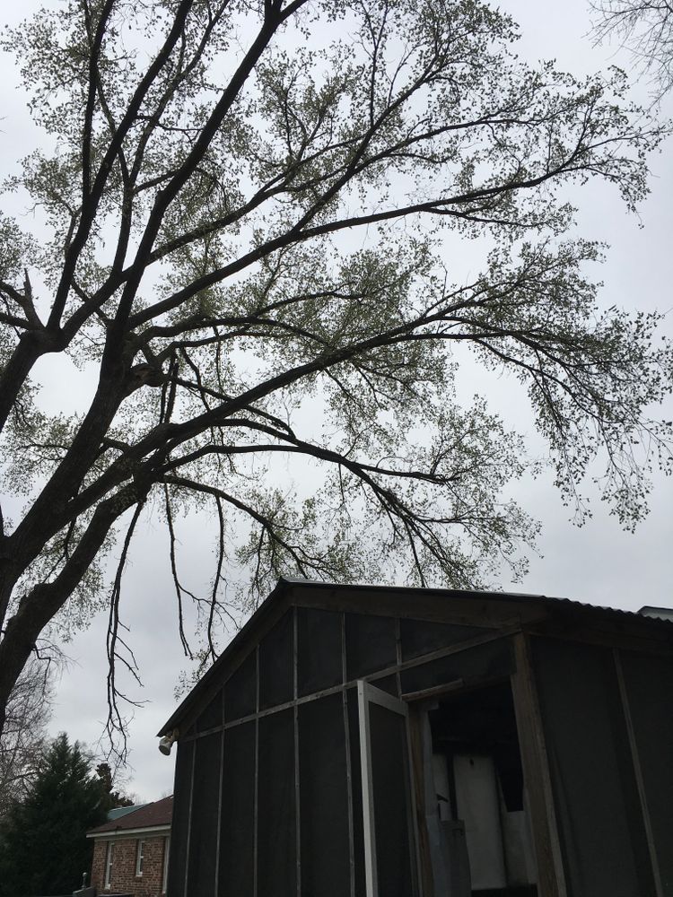 Tree Removal for Tucker's Tree Service and Stump Grinding in Lugoff, SC