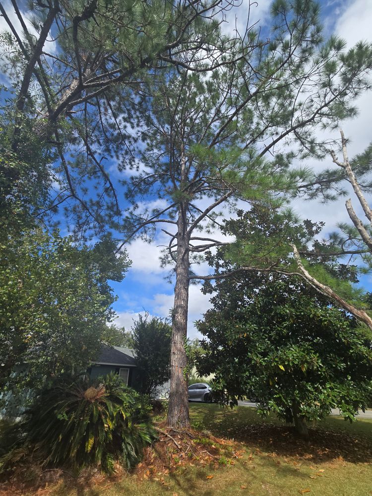 All Photos for Southern Shade Property Service in Ray City, GA