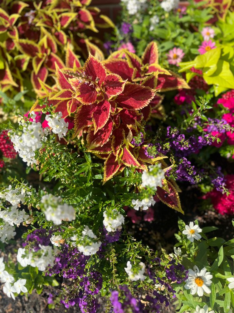 All Photos for Urban Lawn & Landscape in Oklahoma City, OK