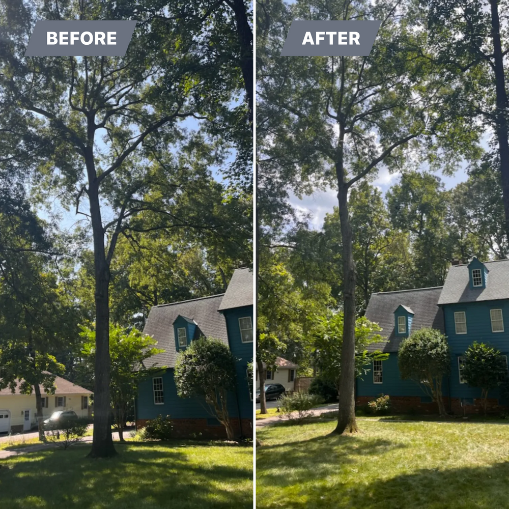 Tree Trimming for Ricky's Tree Service & Property Care in Orange, VA