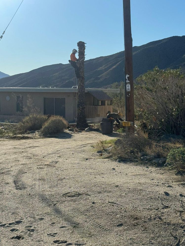 Property Clean Up for The Tree Fairy in Temecula, CA