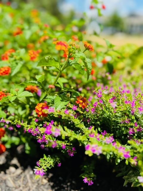 All Photos for Rustic Roots Landscaping in Austin, TX