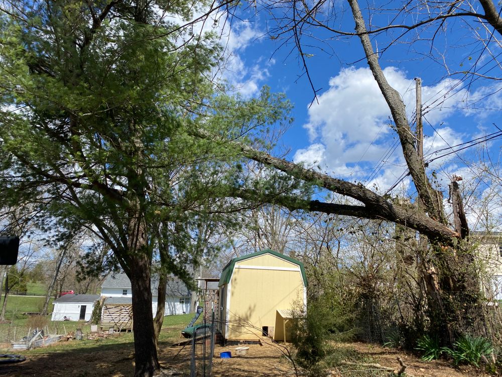 All Photos for Houtz Tree Service in Lexington, KY