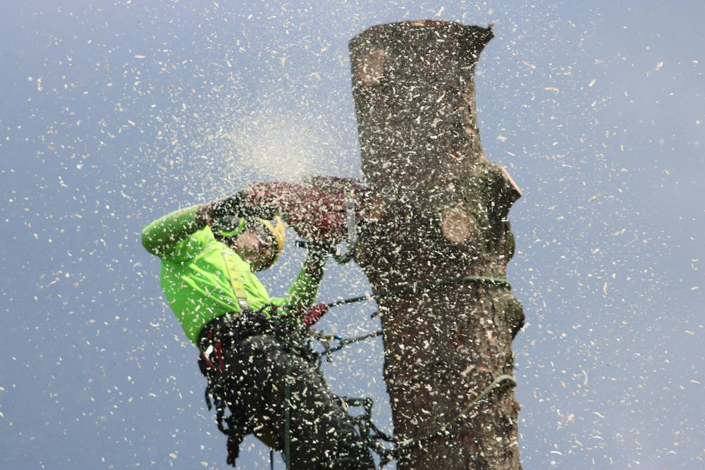 Enhance your property's beauty and safety with our professional tree trimming service, ensuring healthy growth while preventing damage. Our experts carefully shape trees, improving aesthetics and sunlight exposure for a vibrant landscape. for MJB’s Stump Grinding LLC in Tennille, GA
