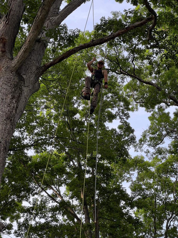Highborn Tree Service team in Wheatfield, IN - people or person