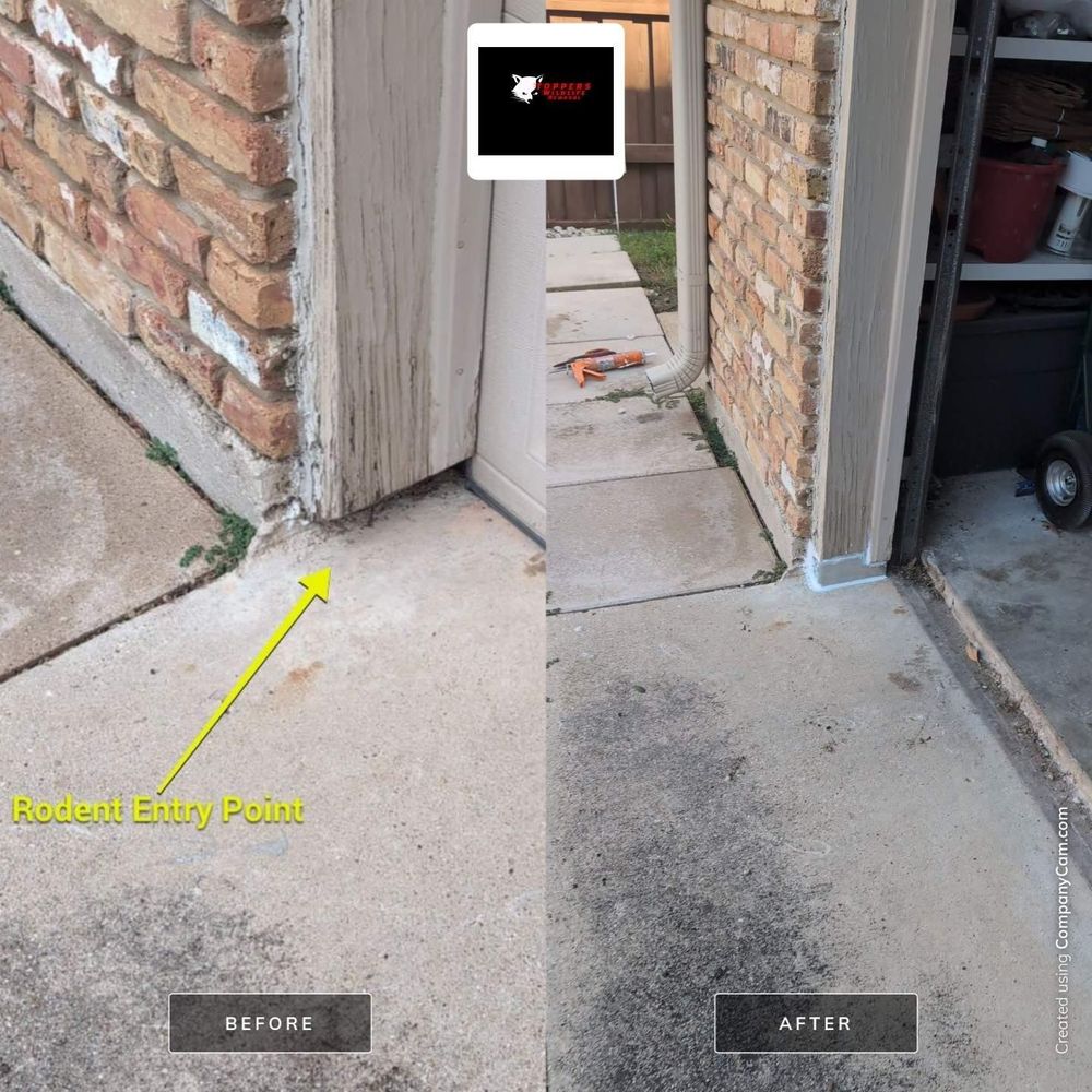 All Photos for Topper's Wildlife Removal in Garland, TX