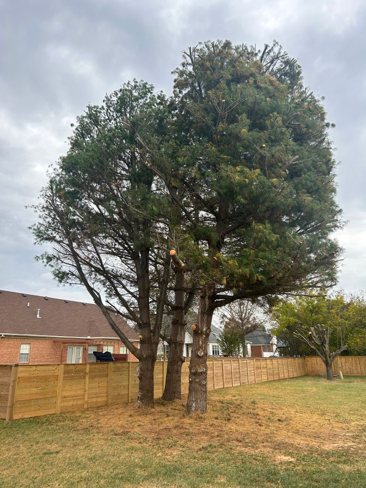 Tree Removal for Optimum Tree Service And Landscaping in Bowling Green, KY