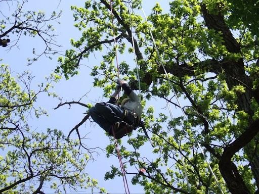 All Photos for TLC Professional Tree Service in Bedford, TX