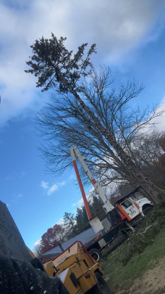 All Photos for Dwights Tree Service in Middleborough, MA
