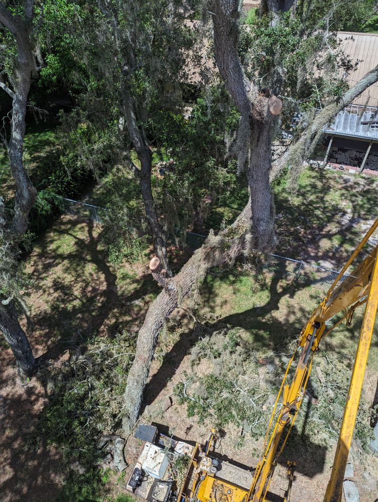 All Photos for Regal Tree Service and Stump Grinding in Wauchula, FL