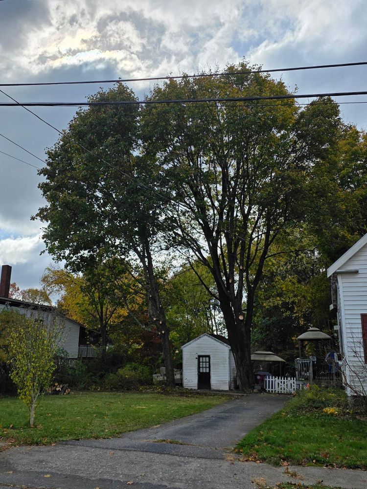 All Photos for Dwights Tree Service in Middleborough, MA