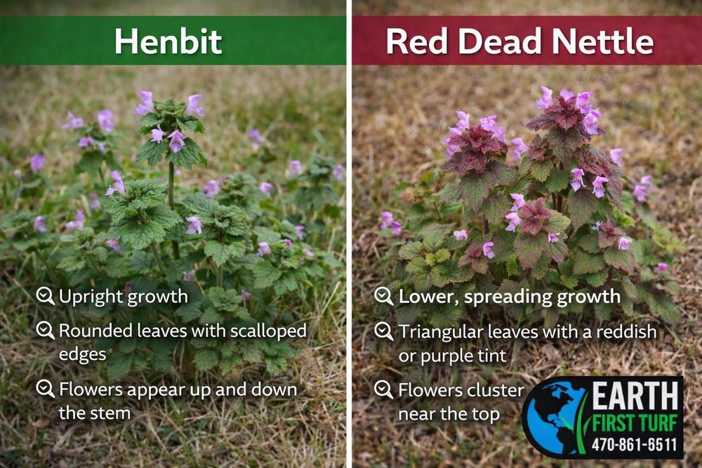 All Photos for Earth First Turf, LLC in Cherokee County, GA