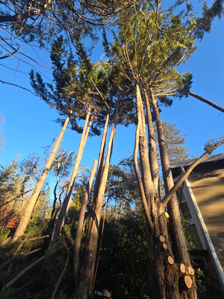 All Photos for Terra Heights Tree Experts & Landscaping  in Grass Valley,  CA