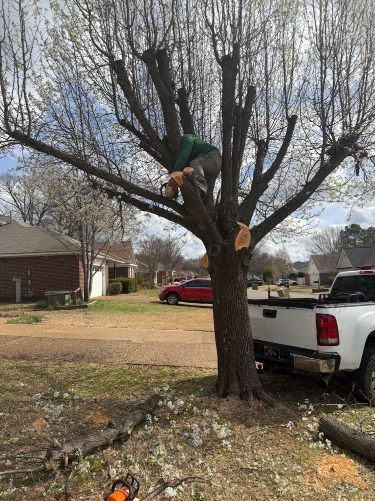 All Photos for Kingdom Landscaping in Memphis, TN