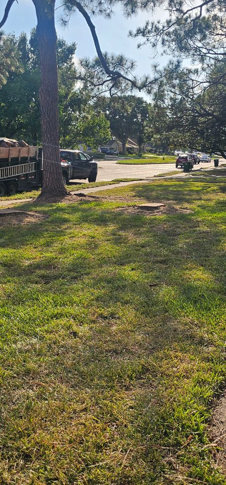 All Photos for Servin's Tree Care  in Houston, TX