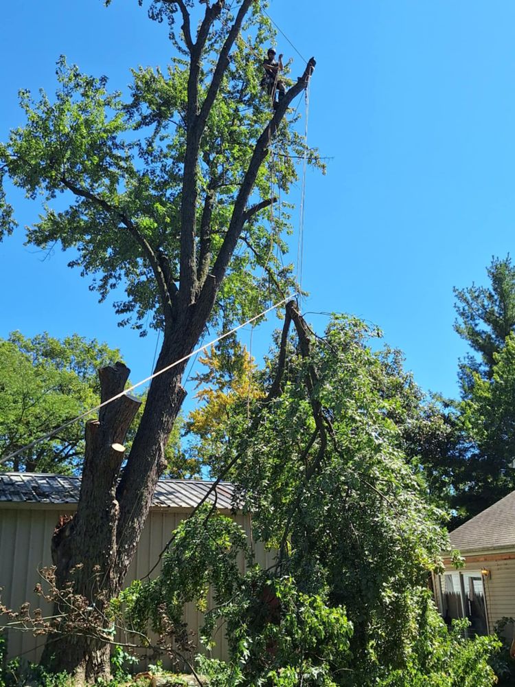All Photos for Highborn Tree Service in Wheatfield, IN