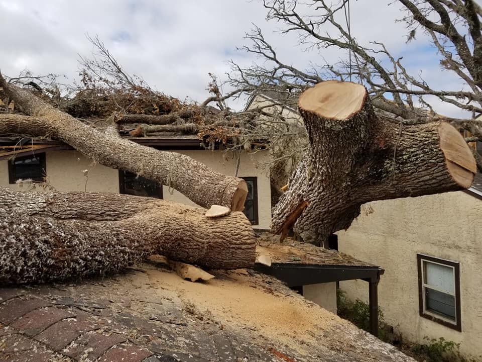 Tree Removal for Spruce Creek Tree Service in Port Orange, FL