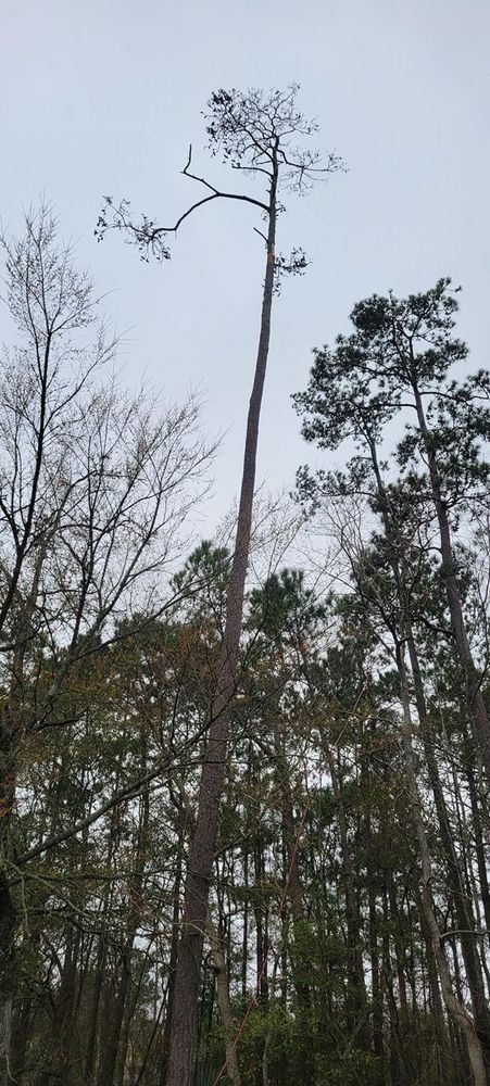 All Photos for Servin's Tree Care  in Houston, TX