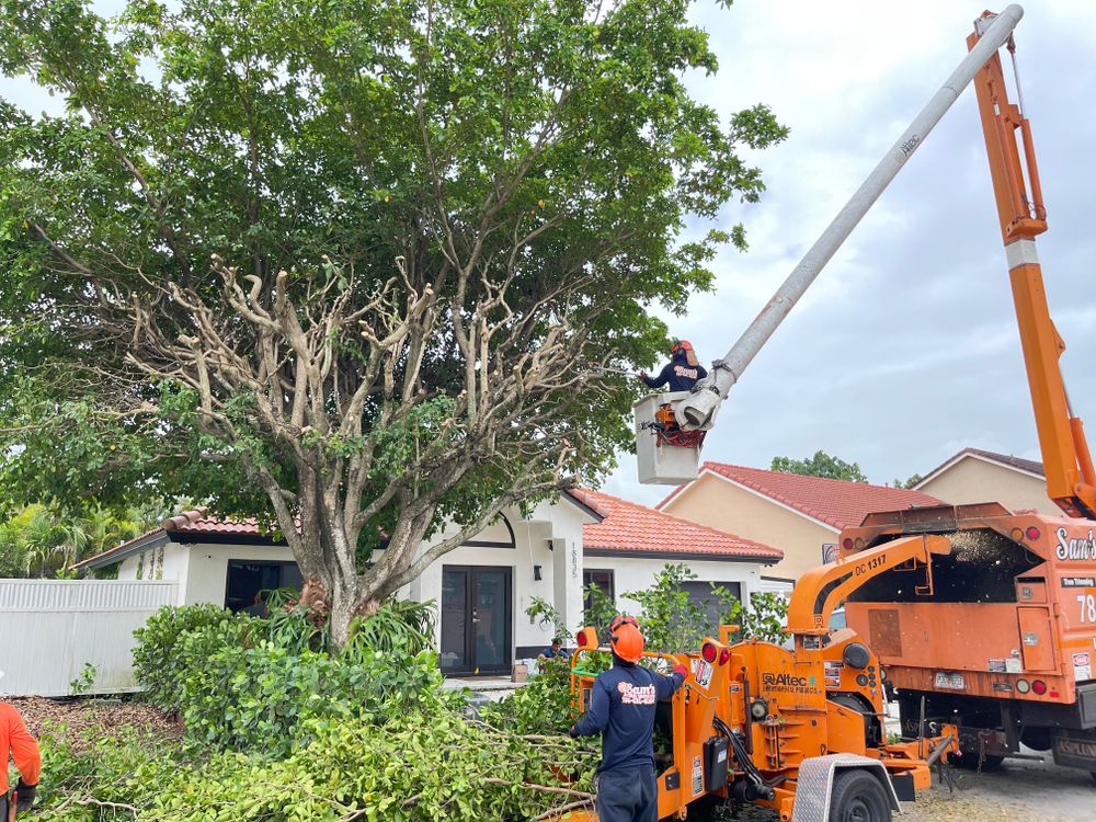 All Photos for Sam's Tree Service in Miami Beach,  FL