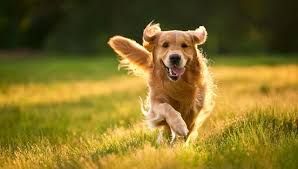 All Photos for Dumbo's Doggy Doors in City of Sammamish, WA