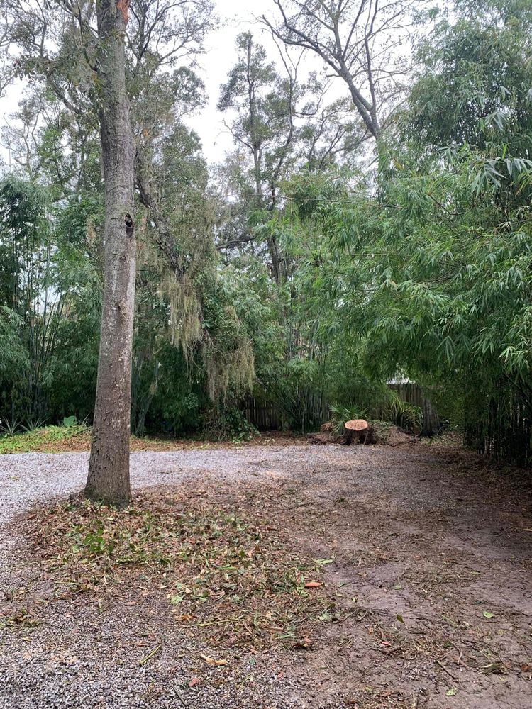 Tree Removal for Bills Tree Service in Valrico, FL