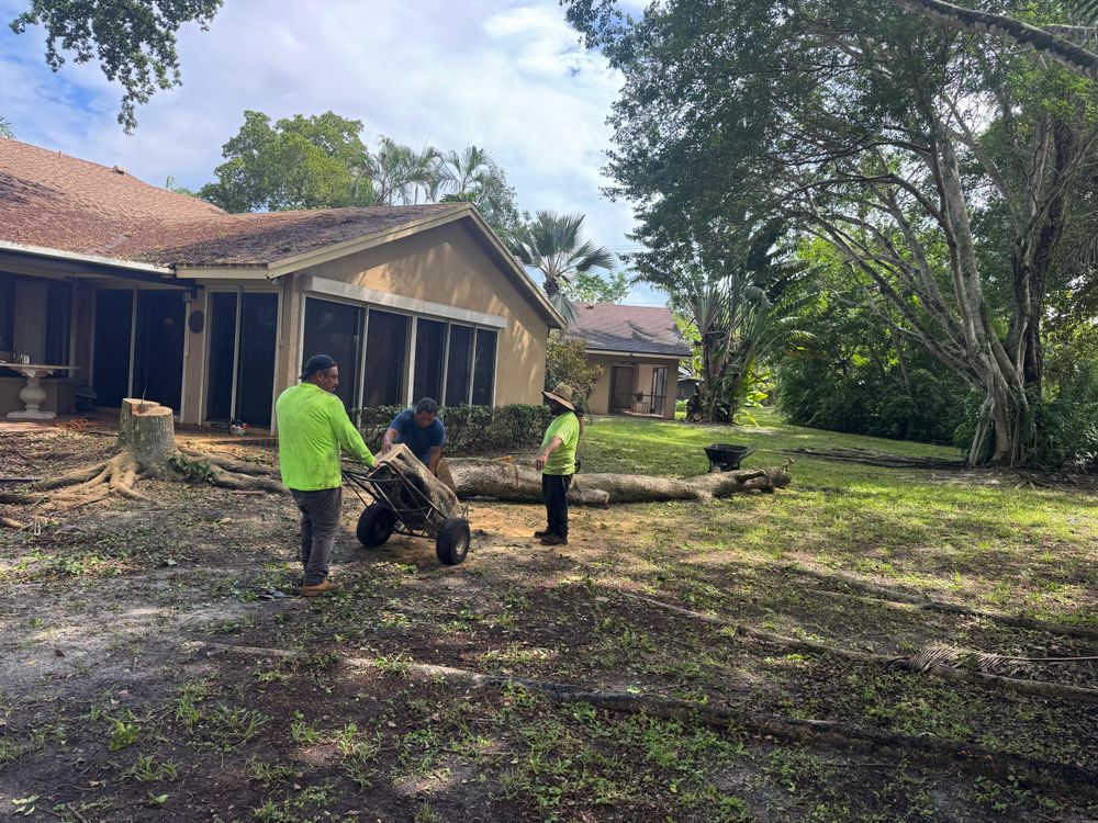 Our expert Tree Removal service ensures the safe and efficient removal of unwanted trees, enhancing your property's beauty and safety while minimizing disruption to your landscape. Trusted by homeowners for reliable results. for Bridgewater Arbor Care LLC in Jupiter, FL