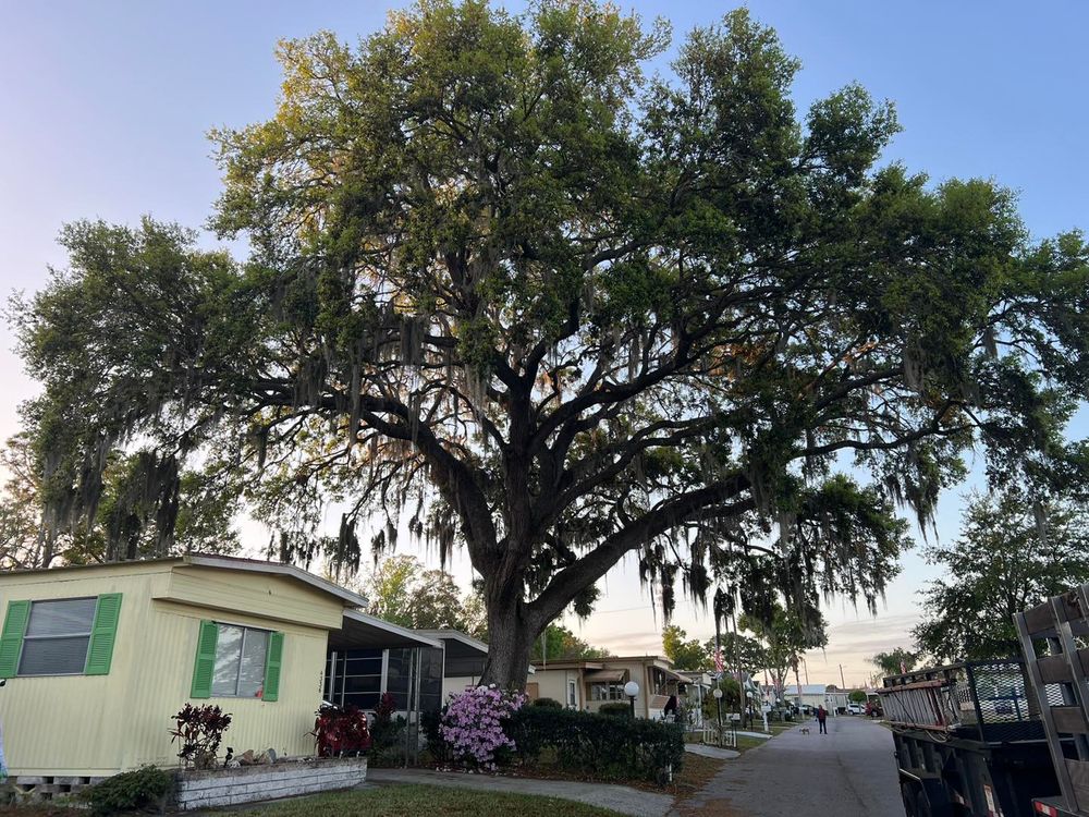 Tree Removal for TREE BOYS in Ruskin, FL