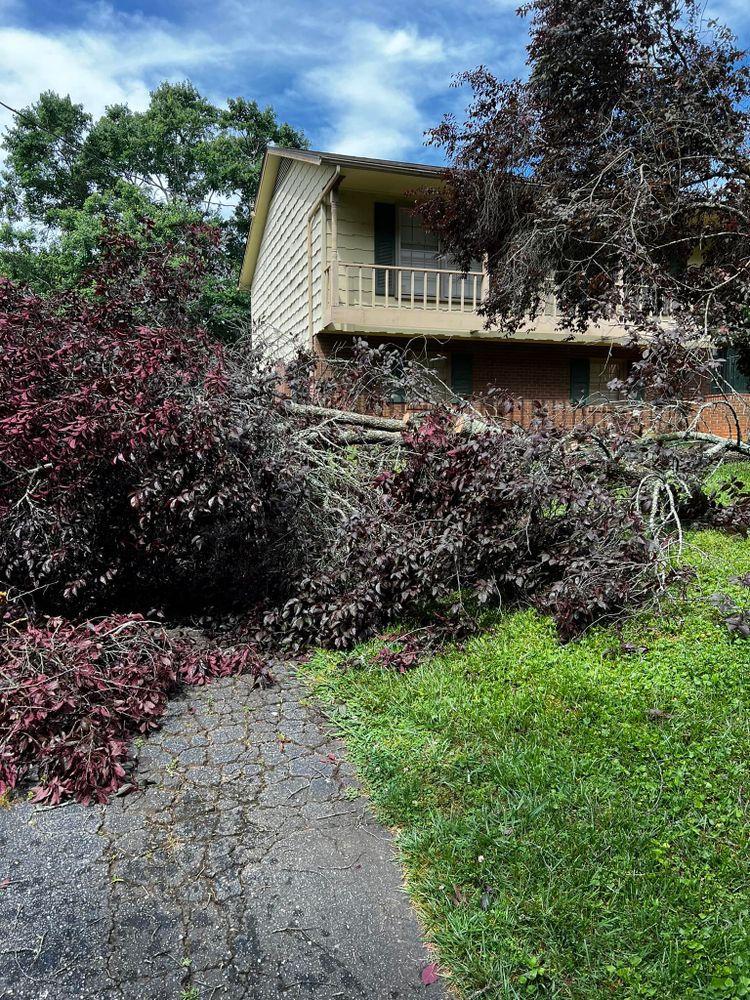 Tree Removal for Arbor Eden Creations in Winston-Salem, NC