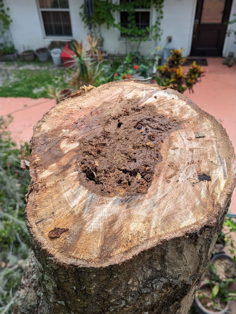 All Photos for Regal Tree Service and Stump Grinding in Wauchula, FL